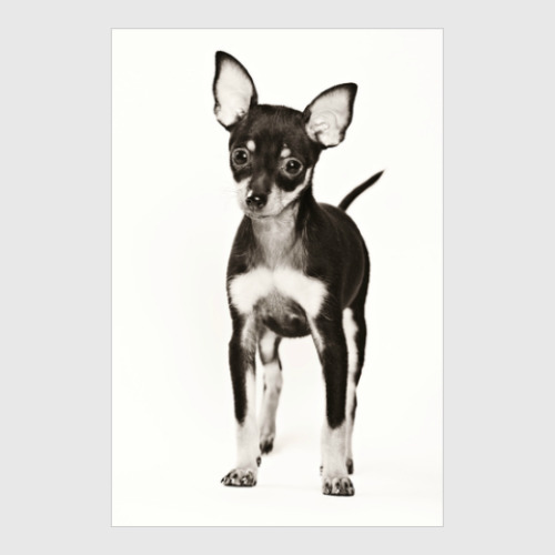 Постер Собаки и щенки