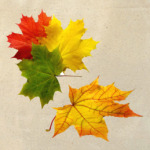  'Осенние Листья'
