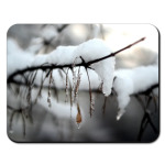 Ветки в снегу