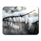 Ветки в снегу