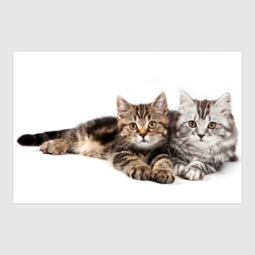 Постер Милые котики, коты и котята купить на Printdirect.ru | 6280213-511