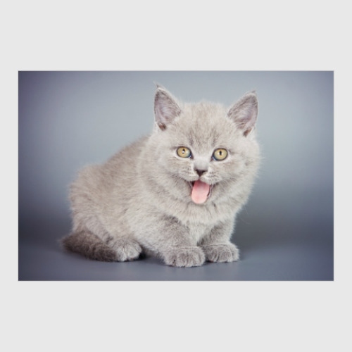 Постер Милые котики, коты и котята купить на Printdirect.ru | 6280190-512