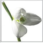 Весеннее настроение