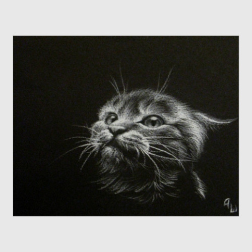 Постер Боевитый кот