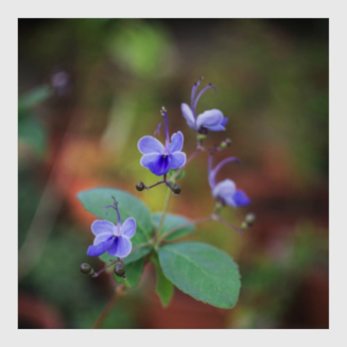 Постер синий цветок
