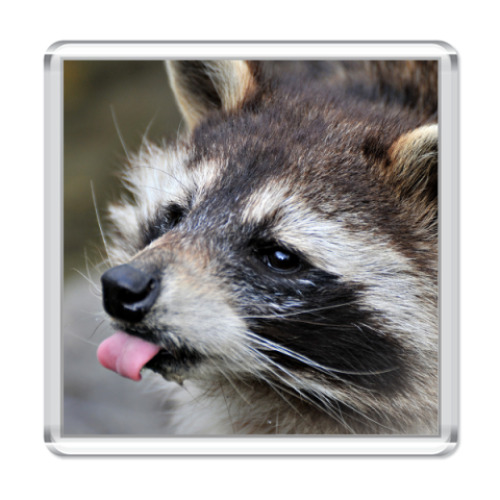 Магнит Енот