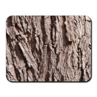 Кора дерева