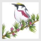 Серия: птицы