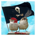 Воробьи-пираты