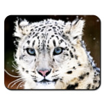 Снежный барс