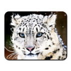 Снежный барс