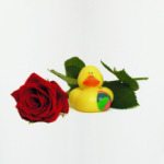 Уточка и роза