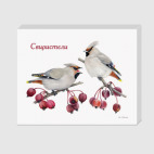 Свиристели