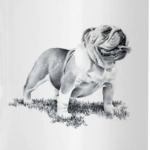  Английского Бульдога