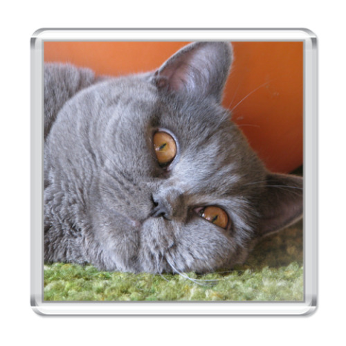 Магнит с принтом  Кот