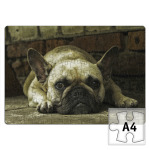 Французский бульдог