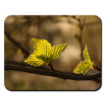 Весенняя береза