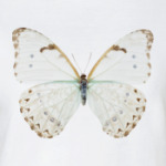 Березовая бабочка