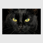 Без кота и жизнь не та