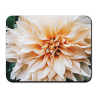 Летние цветы