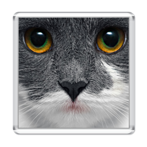 Магнит с принтом Котофото (портрет)