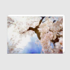 Цветение вишни