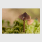 Mushrooms Design