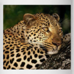 Мечтательный леопард