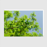 Майский день