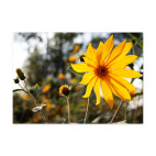 Солнечный цветок