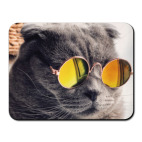 Кот-хитпстер