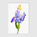 цветок ириса с бабочкой