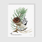 Гренадёрка