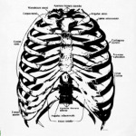 Строение грудной клетки
