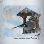 Сойка на  кормушке