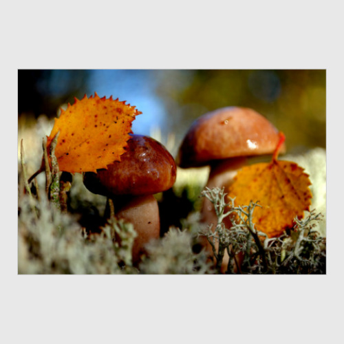 Постер с принтом Грибы