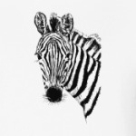 Зебра