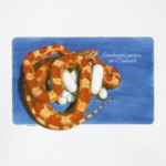 E.guttata creamsicle