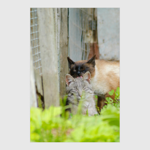 Постер Коты