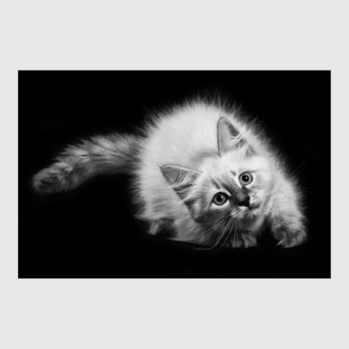 Постер Милые котики, коты и котята