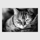 Без кота и жизнь не та