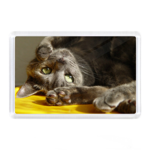 Магнит с принтом Кошка