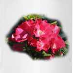 Алый шиповник