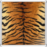 Тигровая шкура