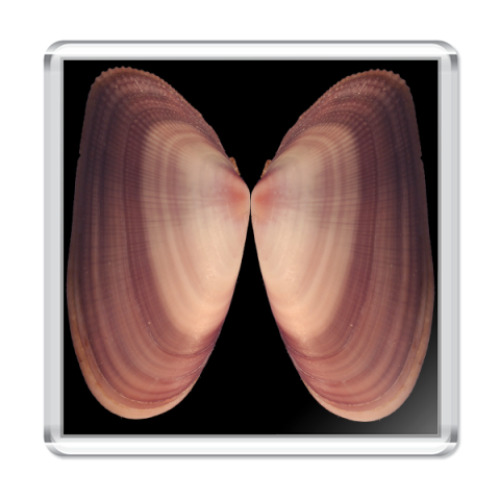 Магнит с принтом Ракушки