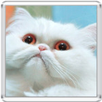  'Белый Перс '