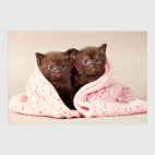 Милые котики, коты и котята
