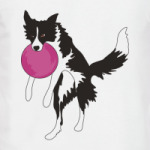 Бордер колли