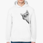 Любопытный котик