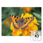 Бабочка на цветке